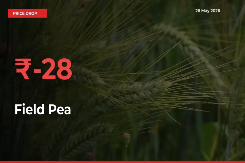 Sharp Fall! Field Pea Prices Plunge 27.63% in a Day at Key Mandis