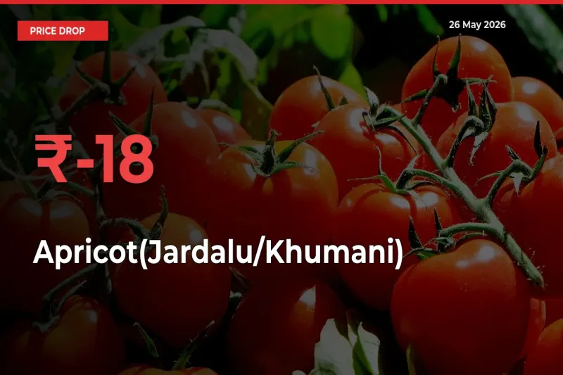 Sharp Fall! Apricot(Jardalu/Khumani) Prices Plunge 17.99% in a Day at Key Mandis