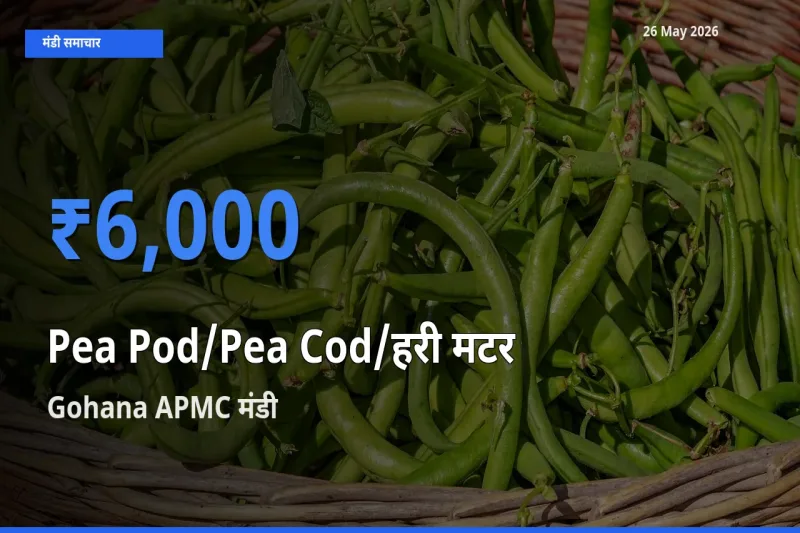 26 May अपडेट: मटर की फली के सबसे ऊँचे दाम Gohana APMC मंडी में