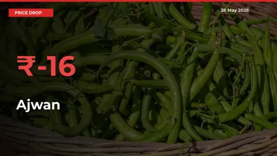 Why Ajwan Prices Fell 16.21% in a Day at Mandis