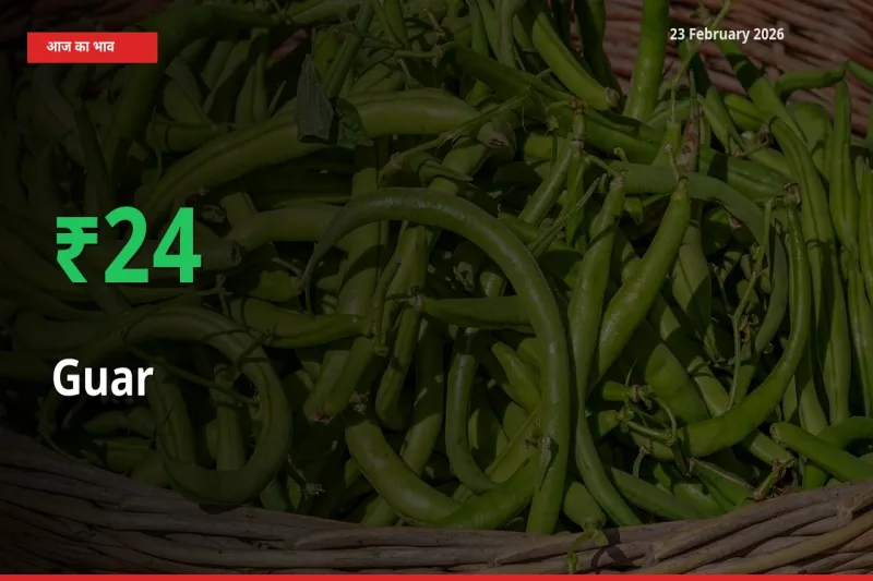 Guar 24.47% उछला, मंडी