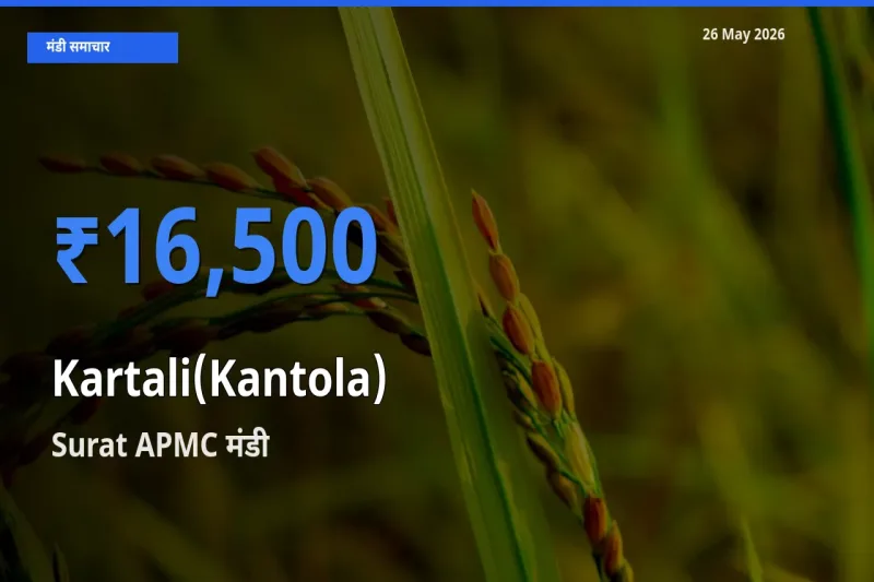 किसानों की पसंद बना Surat APMC, कंटोला के सबसे अच्छे दाम