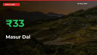 Farmers Cheer as Masur Dal Prices Surge 32.54% in Local Mandis