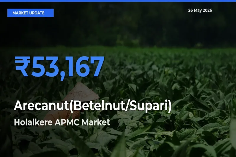 Holalkere APMC Leads as Top Mandi for Arecanut(Betelnut/Supari) Prices