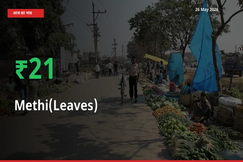 हरी मेथी के दाम प्रमुख मंडी में 21.45% बढ़े, 24 घंटे में बड़ा बदलाव