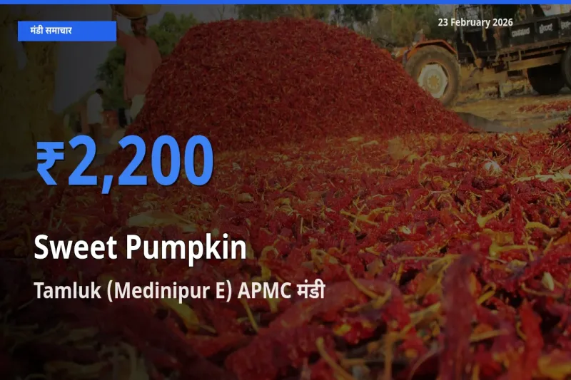बाज़ार संकेत: Tamluk (Medinipur E) APMC बना Sweet Pumpkin के लिए आज की टॉप मंडी
