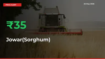 Big Rally! Jowar(Sorghum) Climbs 35.18% in 24 Hours at Top Mandis