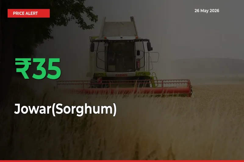 Big Rally! Jowar(Sorghum) Climbs 35.18% in 24 Hours at Top Mandis