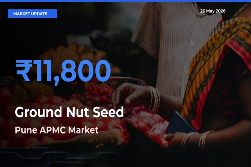 Pune APMC Tops Ground Nut Seed Mandi Rates Today
