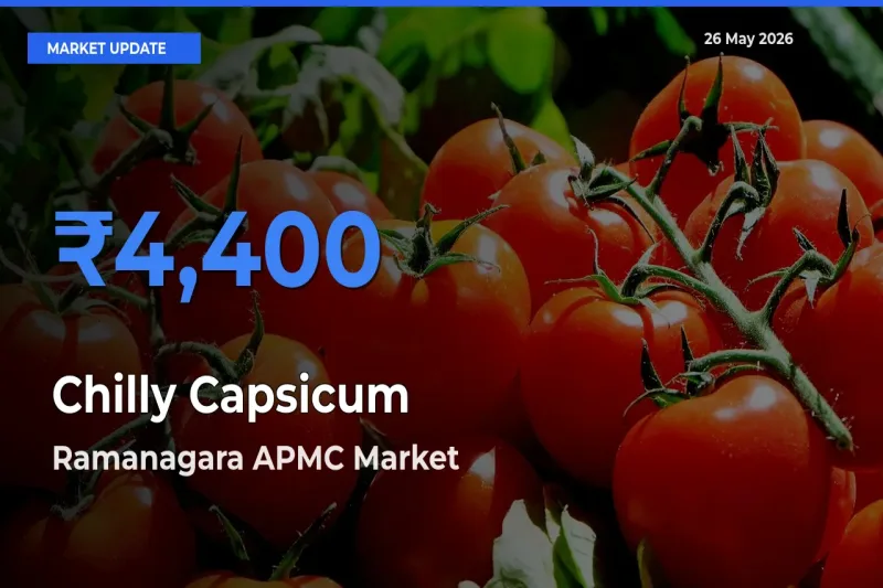 Ramanagara APMC Offers ₹4,400 – Highest Chilly Capsicum Rate Today