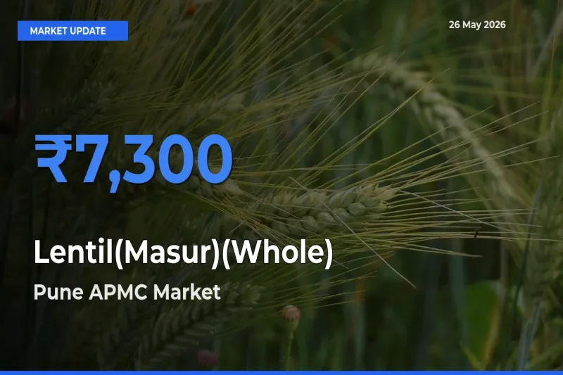 Pune APMC Tops Lentil(Masur)(Whole) Rates – May 26 Market Update