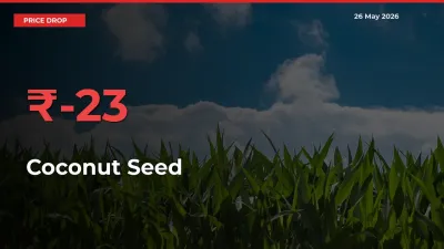 Coconut Seed Prices Drop 23.48% in 24 Hours at Major Mandis