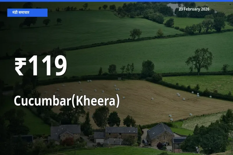 आज का मंडी ट्रेंड: Cucumbar(Kheera) के दाम कई बाजारों में एक साथ बदले
