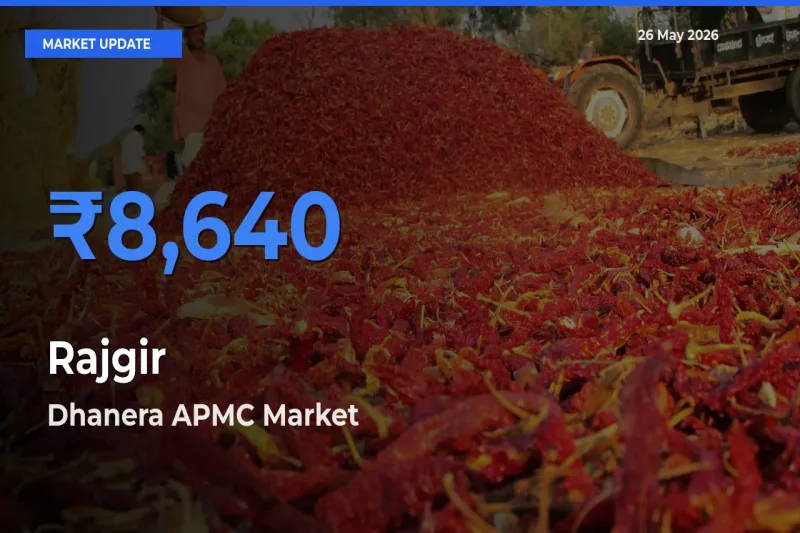 Dhanera APMC Emerges as Top Mandi for Rajgir Prices Today