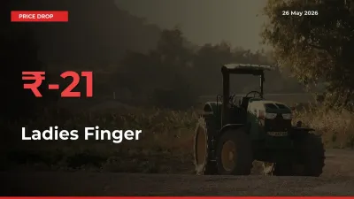 Ladies Finger Prices Drop 20.64% – May 26 Market Update from Mandis