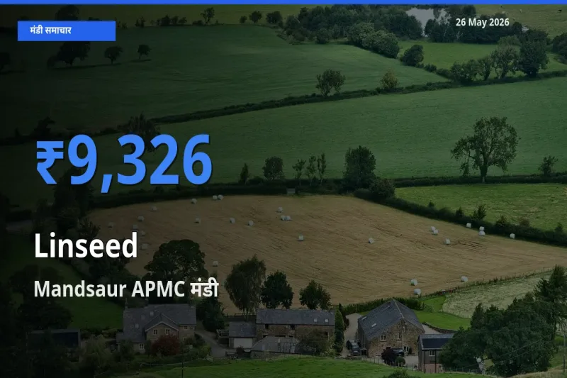 Mandsaur APMC मंडी में आज अलसी के सबसे ऊँचे दाम दर्ज
