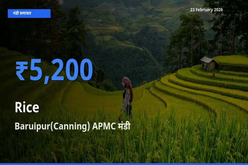 आज का मंडी भाव: Rice के सबसे ज़्यादा दाम Baruipur(Canning) APMC में