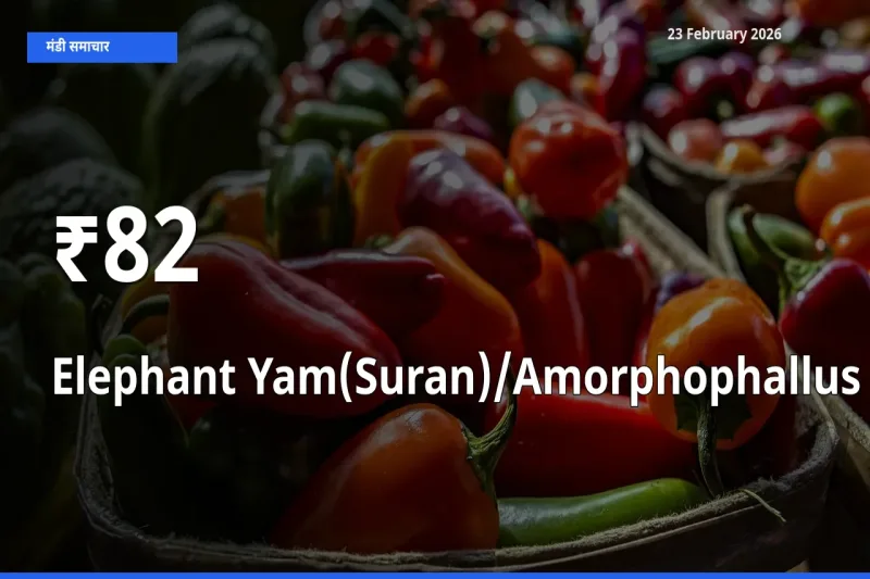 Elephant Yam(Suran)/Amorphophallus के दाम कई मंडियों में एक जैसे बदले, बाज़ार में बड़ा ट्रेंड साफ