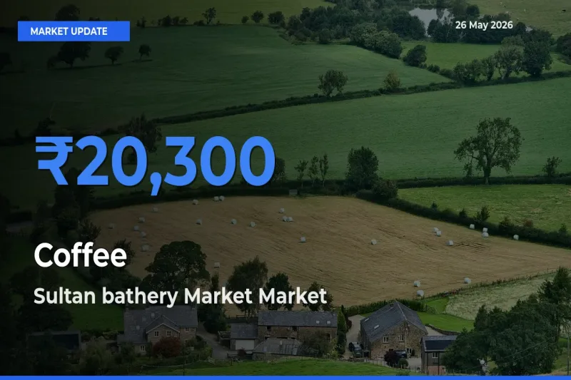 Sultan bathery Market Emerges as Top Mandi for Coffee Prices Today