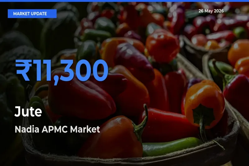Nadia APMC Emerges as Top Mandi for Jute Prices Today