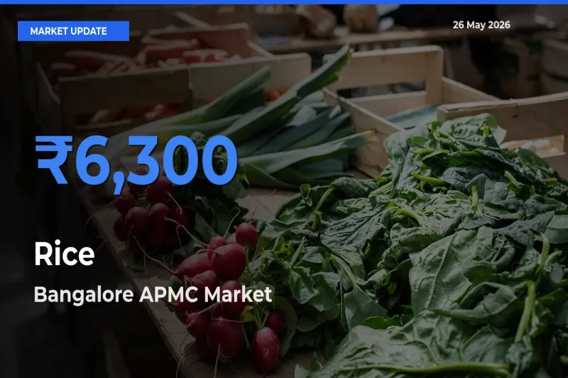 Bangalore APMC Emerges as Top Mandi for Rice Prices Today
