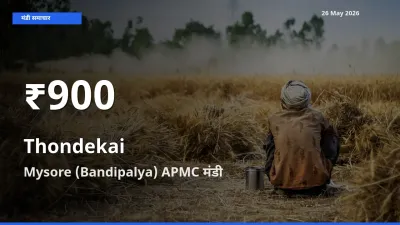 तेज़ गिरावट! Mysore (Bandipalya) APMC में कुंदरू के दाम 30 दिन के निचले स्तर पर