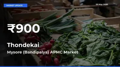 Thondekai Prices Touch 30-Day Low in Mysore (Bandipalya) APMC – May 26 Update
