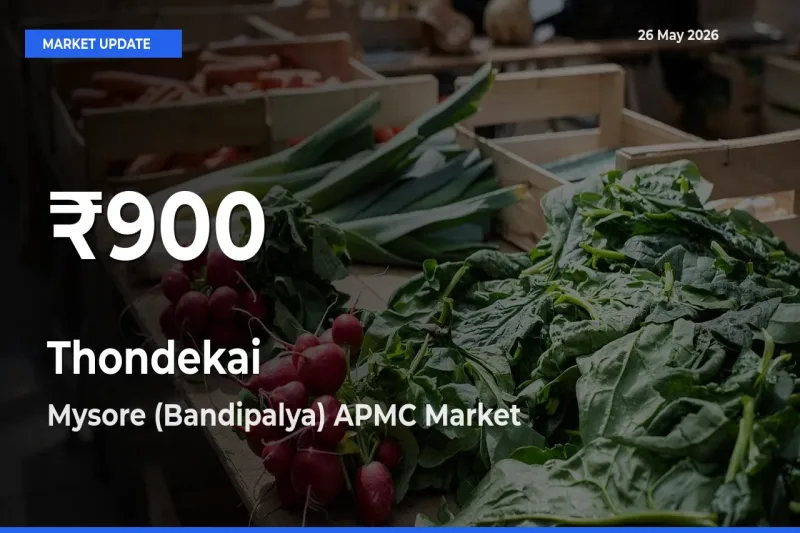 Thondekai Prices Touch 30-Day Low in Mysore (Bandipalya) APMC – May 26 Update