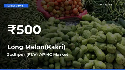 Long Melon(Kakri) Falls to ₹500 in Jodhpur (F&V) APMC – 30-Day Lowest Rate