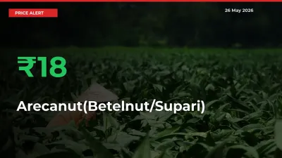 Farmers Cheer as Arecanut(Betelnut/Supari) Prices Surge 17.52% in Local Mandis