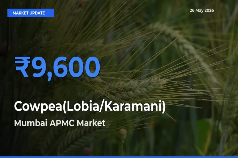 Mumbai APMC Offers ₹9,600 – Highest Cowpea(Lobia/Karamani) Rate Today