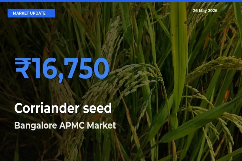 Bangalore APMC Tops Corriander seed Rates – May 26 Market Update