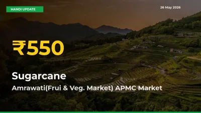 Sugarcane Price Rally Continues – Amrawati(Frui & Veg. Market) APMC Hits Fresh High Today