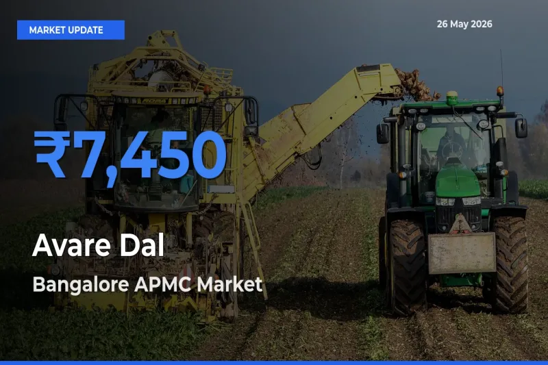 Market Watch: Bangalore APMC Becomes Top Mandi for Avare Dal