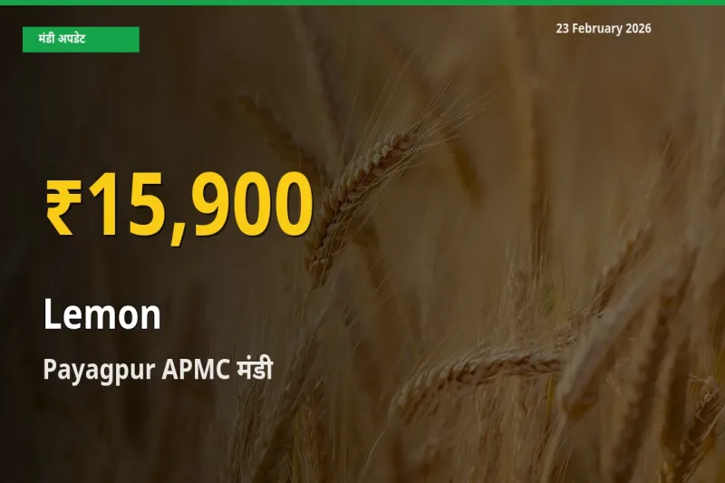 Lemon के दामों में रिकॉर्ड तेज़ी, Payagpur APMC