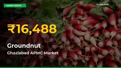 Groundnut Prices Soar to Record High in Ghaziabad APMC – Farmers Alert Today