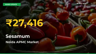 Sesamum Prices Soar to Record High in Noida APMC – Farmers Alert Today