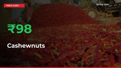 Farmers Cheer as Cashewnuts Prices Surge 98.13% in Local Mandis
