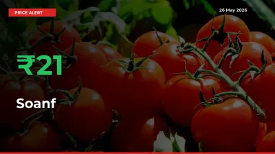 Farmers Cheer as Soanf Prices Surge 20.89% in Local Mandis