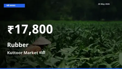 तेज़ गिरावट! Kuttoor Market में रबड़ के दाम 30 दिन के निचले स्तर पर