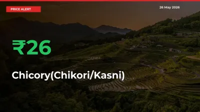 26.14% Spike in Chicory(Chikori/Kasni) Prices – Mandi Sees Sudden Rally