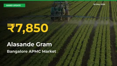 Why Alasande Gram Prices Are Climbing in Bangalore APMC – Today’s New High Explained