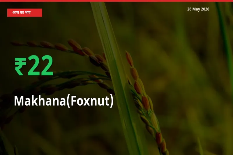 आज का मंडी भाव: मखाना के दाम मंडी में 22.39% ऊपर