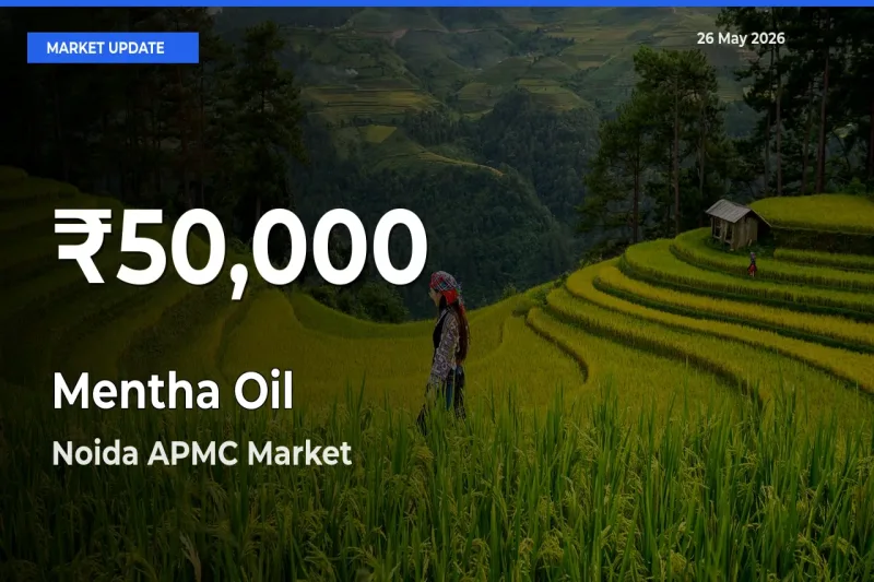 Big Drop! Mentha Oil Slides to 30-Day Low at Noida APMC