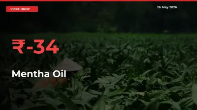 33.58% Drop in Mentha Oil Prices – Mandi Sees Sudden Fall