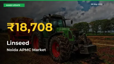 Linseed Mandi Rate Surges Today in Noida APMC – Highest Level in 30 Days