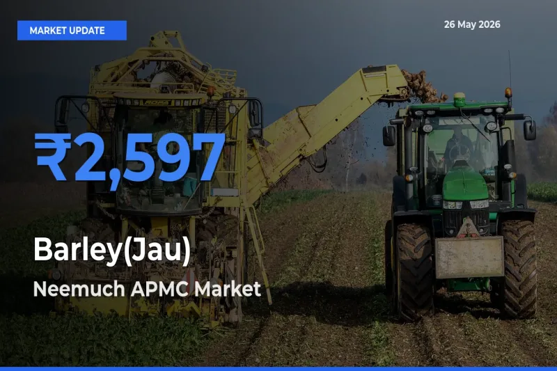 Neemuch APMC Tops Barley(Jau) Rates – May 26 Market Update