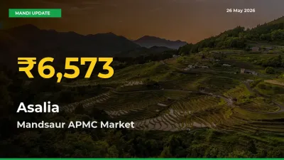 Asalia Prices Soar to Record High in Mandsaur APMC – Farmers Alert Today