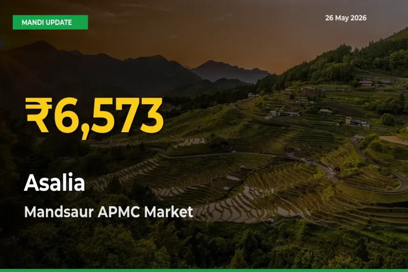 Asalia Prices Soar to Record High in Mandsaur APMC – Farmers Alert Today