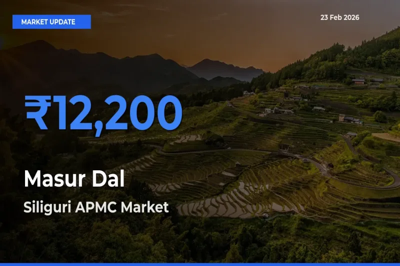 Masur Dal Mandi Rate Today: Siliguri APMC Tops the List